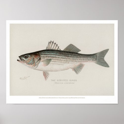 Vintage Fishes _ Striped Bass Poster