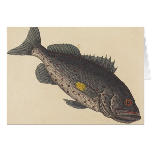Vintage Fishing Art Cards (Front Horizontal)