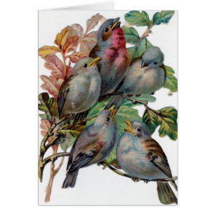 Vintage - Five Song Birds, Cards