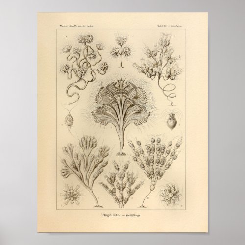 Vintage Flagellata Color Ernst Haeckel Print