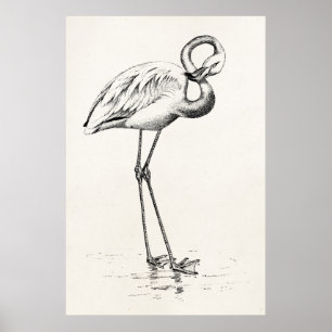 Vintage Flamingo Bird Antique Bird Template Poster
