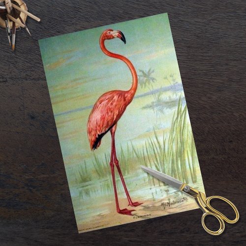 Vintage Flamingo by John Hintermeister 1908  Tissue Paper