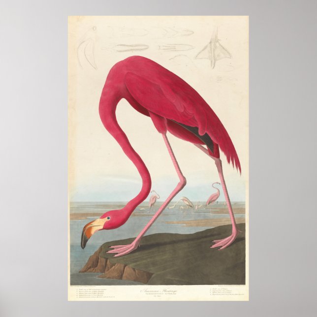Vintage Flamingo Illustration (1838) Poster (Front)