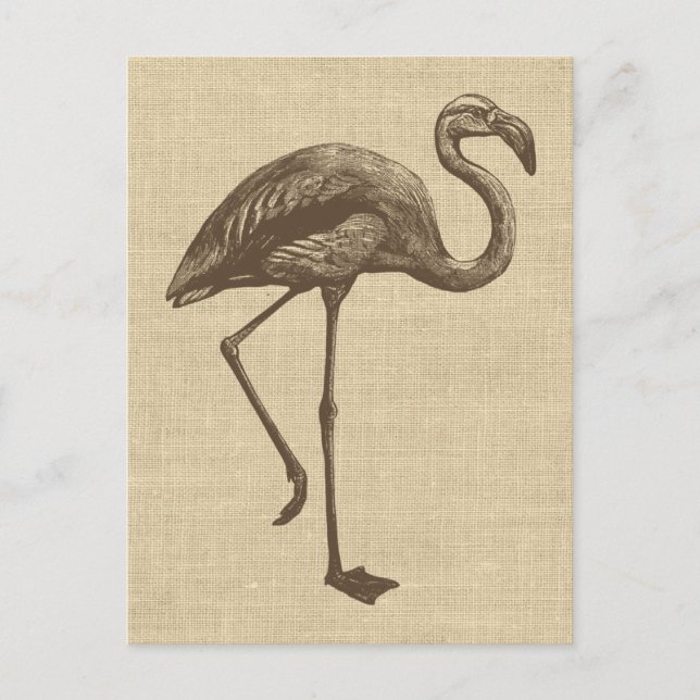 Vintage Flamingo Illustration on Burlap  Postcard (Front)