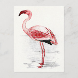 Vintage Flamingo Illustration Postcard