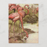 Vintage Flamingo Illustration  Postcard<br><div class="desc">This is one fantastic old postcard illustration of graceful flamingos repurposed on a new postcard.</div>