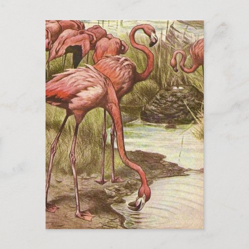 Vintage Flamingo Illustration  Postcard