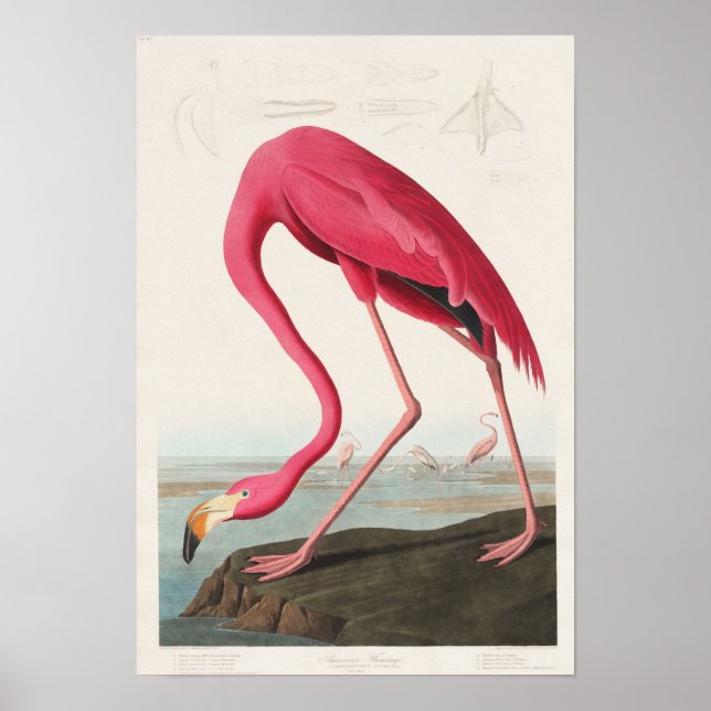 Vintage Flamingo Illustration Poster (Front)