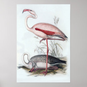 Vintage Flamingo Illustration Poster
