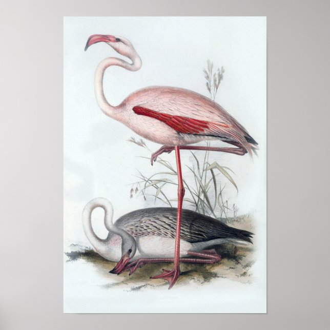 Vintage Flamingo Illustration Poster (Front)