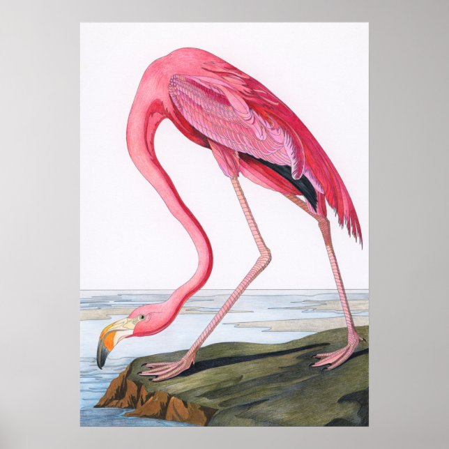Vintage Flamingo Illustration Poster (Front)