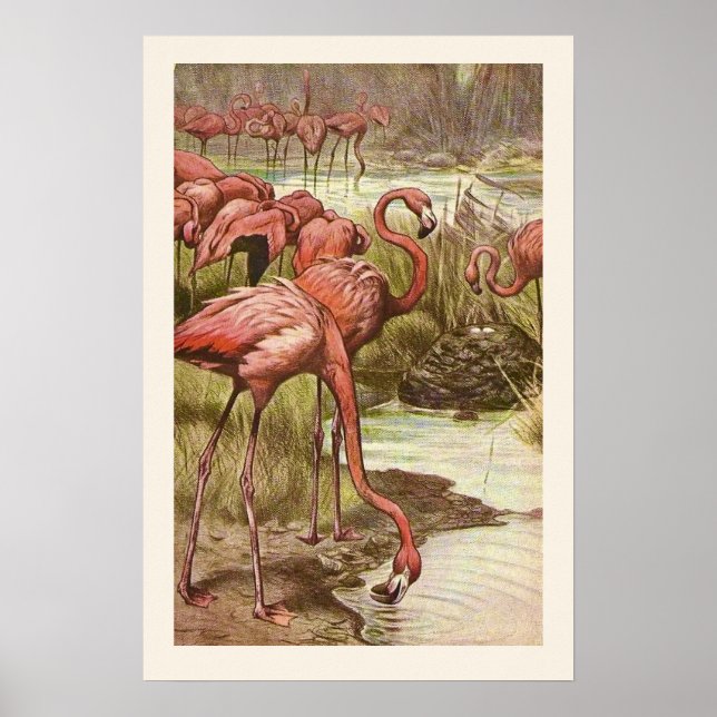 Vintage Flamingo Illustration Print (Front)