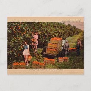Vintage Flamingo Orange Groves Florida Postcard