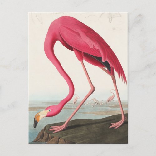 Vintage Flamingo  Postcard