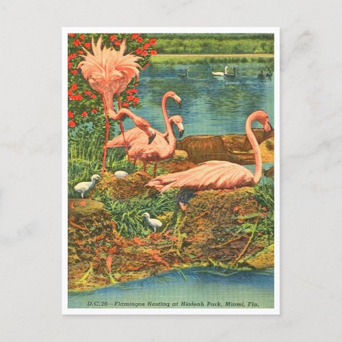 Vintage Flamingos at Hialeah Park Miami Florida Postcard