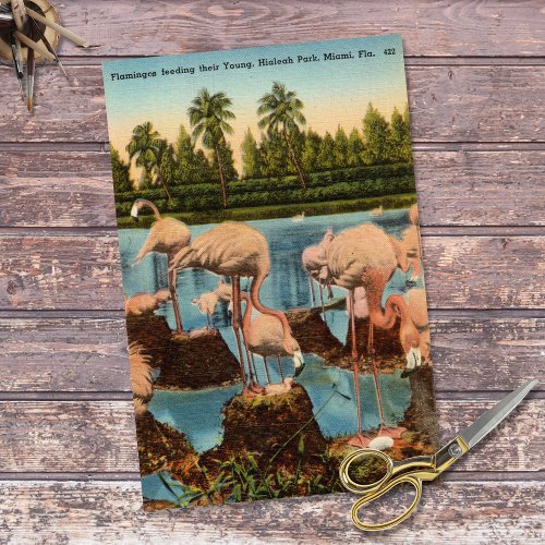 Vintage Flamingos Feed Their Young Miami Florida Tissue Paper