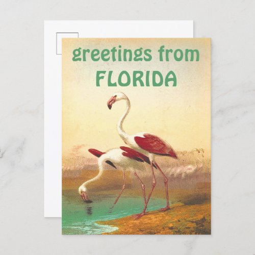 Vintage Flamingos Greetings From Florida Travel  Postcard