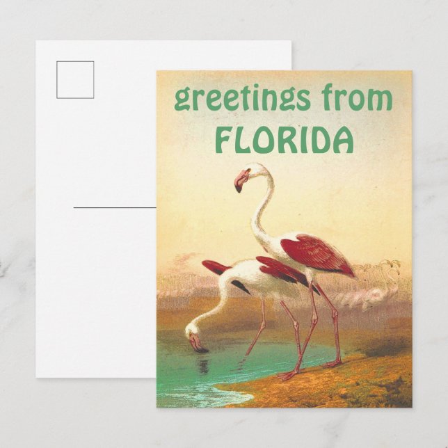 Vintage Flamingos Greetings From Florida Travel  Postcard (Front/Back)