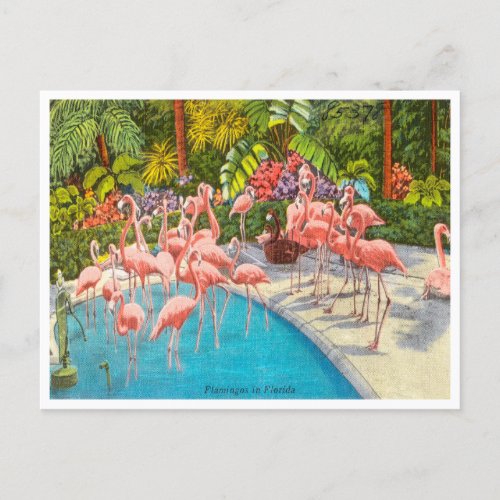 Vintage Flamingos in Florida Travel Postcard