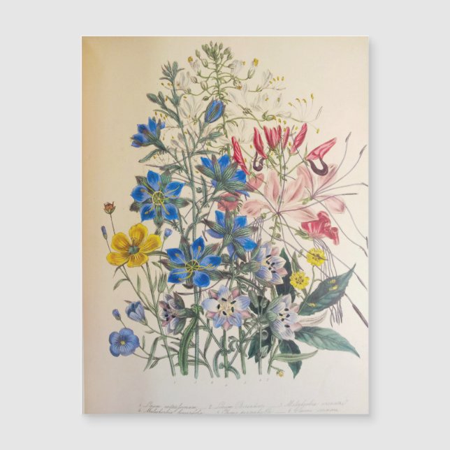 Vintage Flax and Cleome Botanical Illustration (Front)