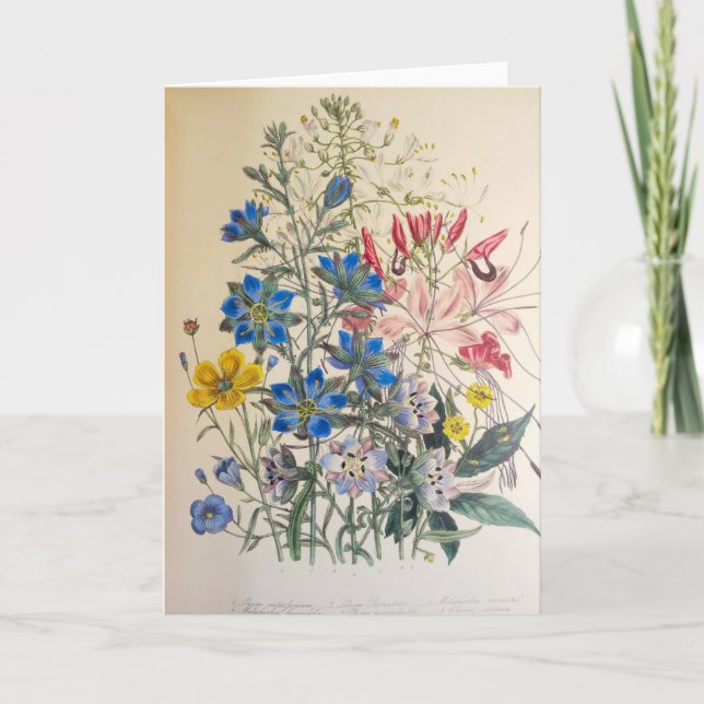 Vintage Flax and Cleome Botanical Illustration  Card (Front)