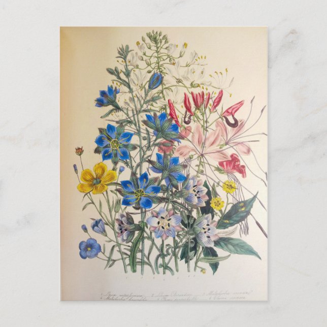 Vintage Flax and Cleome Botanical Illustration Postcard (Front)
