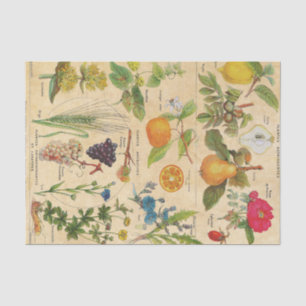 Vintage Flora and Fruits Tissue Paper