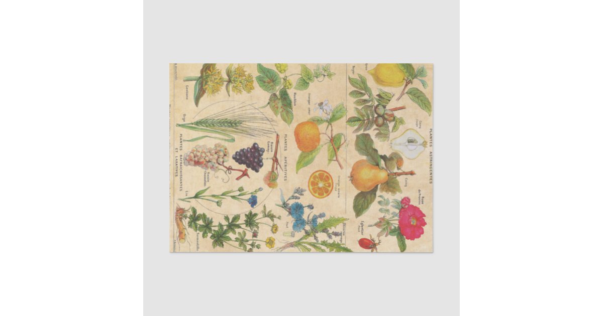 Vintage Flora and Fruits Tissue Paper | Zazzle