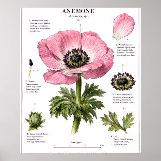 Vintage Floral Anatomy Art | Botanical Study Poster