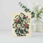 Vintage Floral, Antique Garden Roses Flowers (Standing Front)