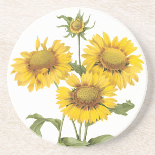 Vintage Floral Blanket Flower Sunflower by Redoute Drink Coaster