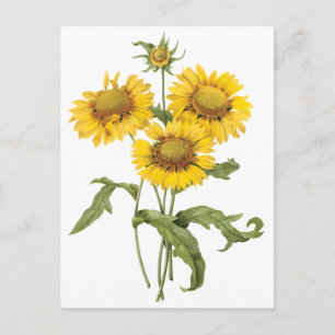 Vintage Floral Blanket Flower Sunflower by Redoute Postcard