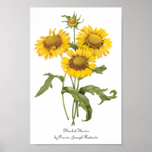 Vintage Floral Blanket Flower Sunflower by Redoute Poster