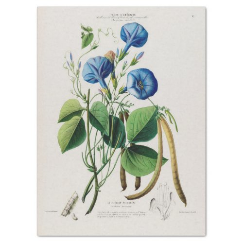 Vintage Floral Blue Flowers Ephemera Decoupage Tis Tissue Paper