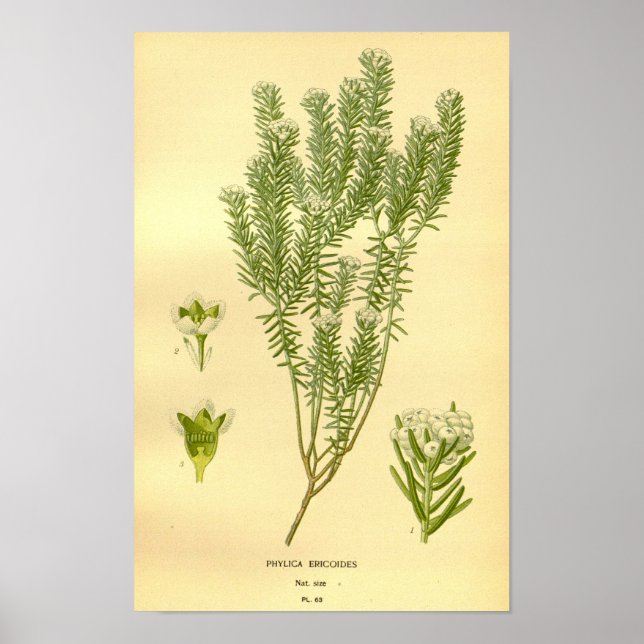 Vintage Floral Botanical Phylica Eroides Illustrat Poster (Front)