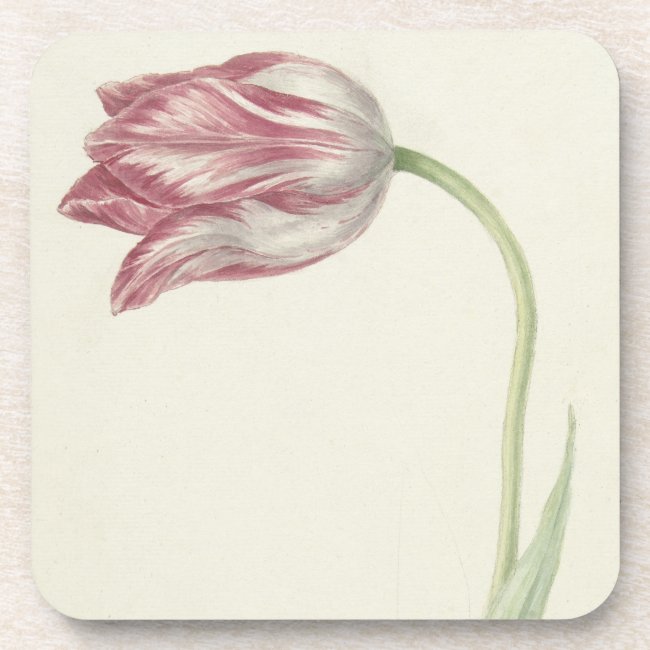 Vintage Floral Fine Art: Pink and white tulip
