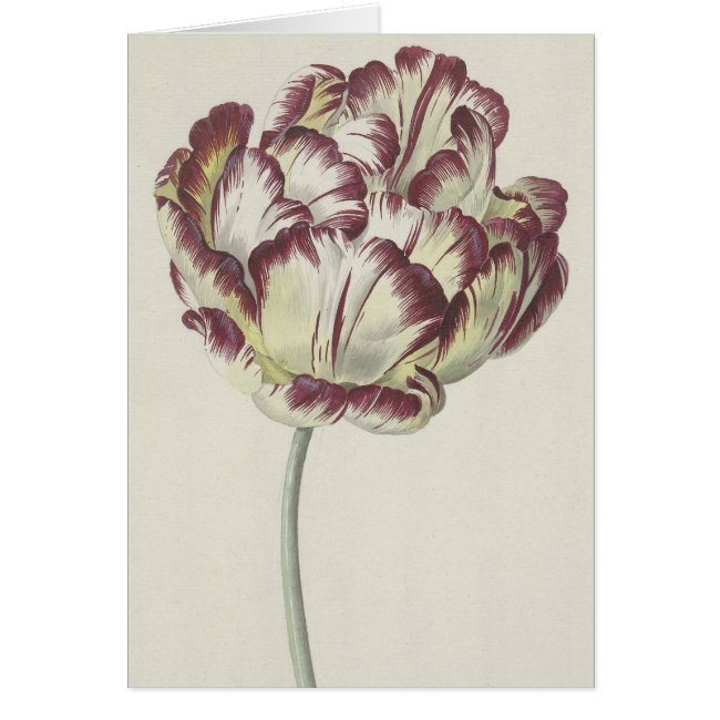 Vintage Floral Fine Art: White, Red & Yellow Tulip Card