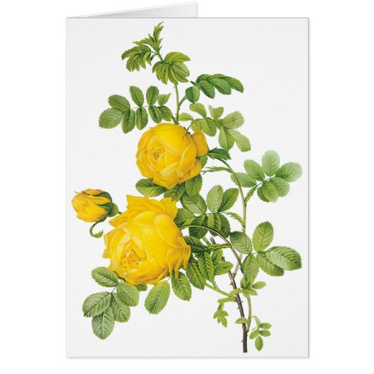 Vintage Floral Flowers, Yellow Roses by Redoute (Front)