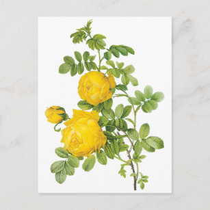 Vintage Floral Flowers, Yellow Roses by Redoute Postcard