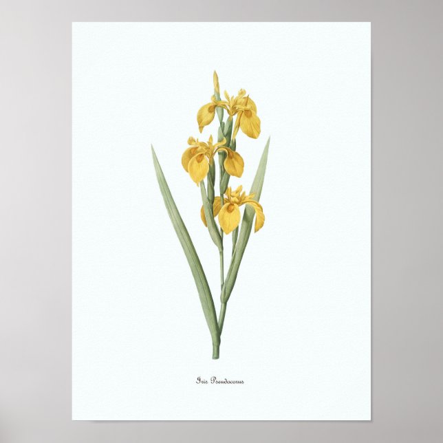 Vintage Floral Illustration Botanical Art Print (Front)