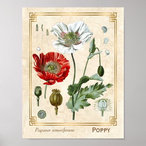 Vintage Floral Illustration Red Poppy Flower Art Poster