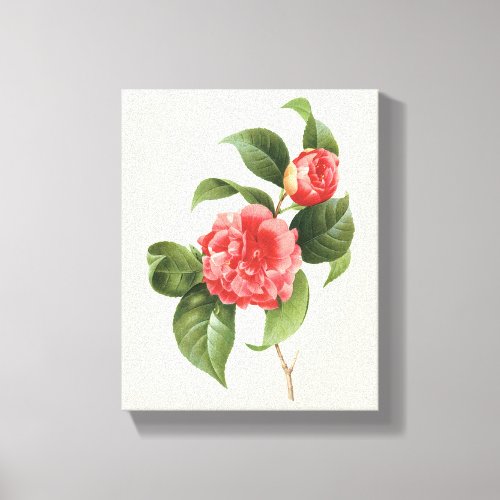 Vintage Floral Pink Camellia Flowers by Redoute Canvas Print