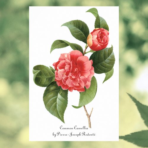 Vintage Floral Pink Camellia Flowers by Redoute Poster