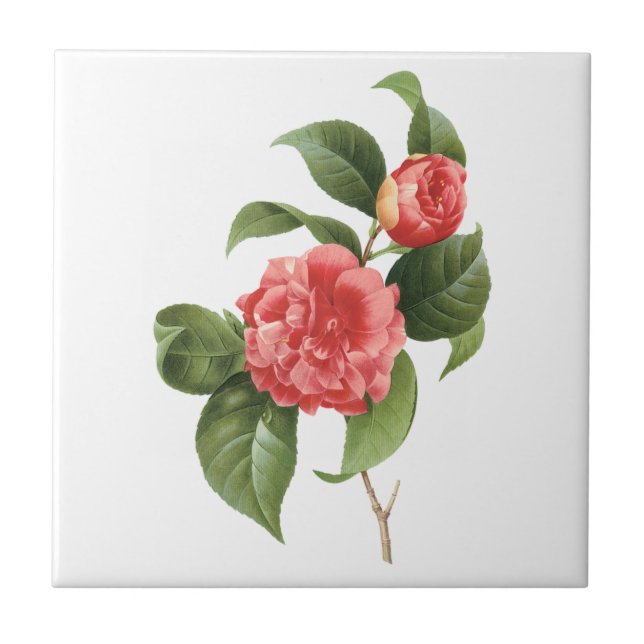 Vintage Floral, Pink Camellia Flowers by Redoute Tile (Front)