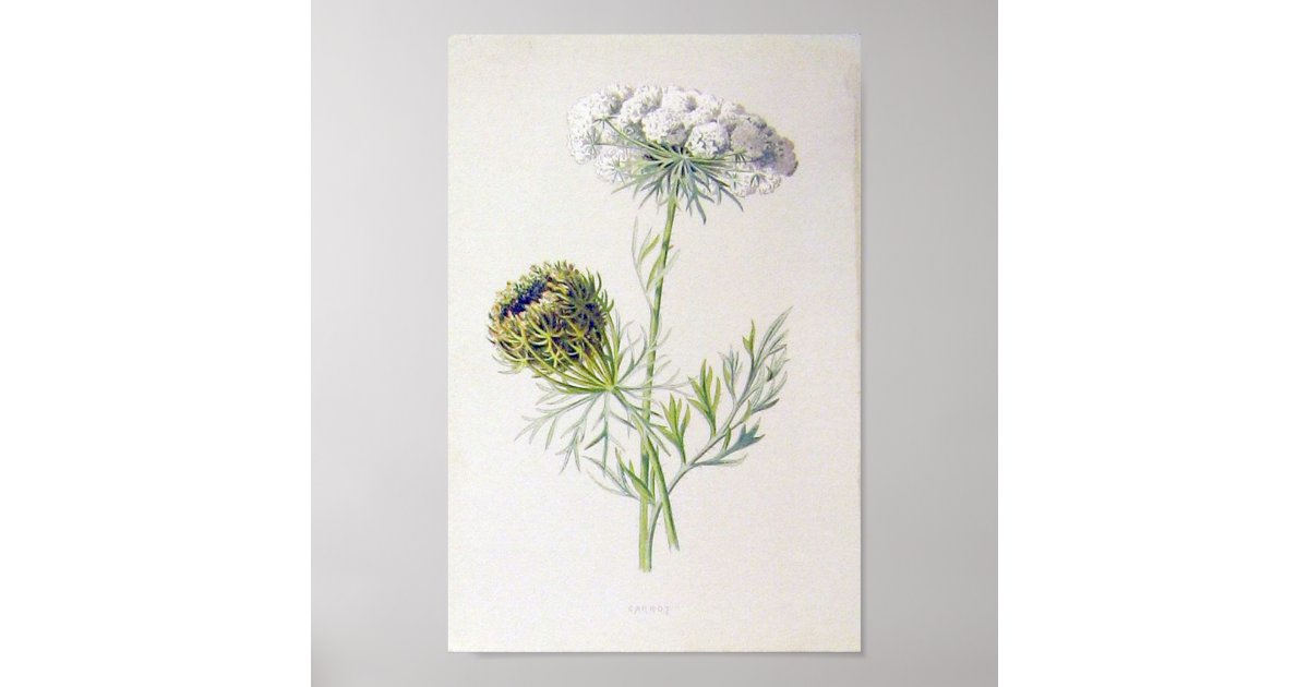 Vintage Floral Poster | Zazzle