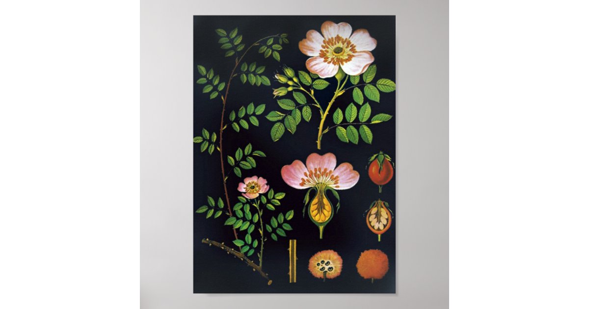Vintage Floral Poster | Zazzle