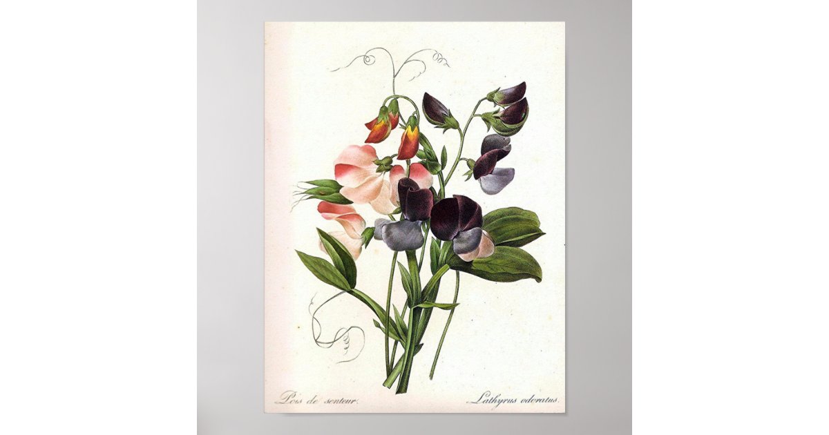 Vintage Floral Print Poster | Zazzle