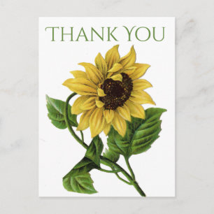 Vintage Floral Thank You Yellow Sunflower Flowers Postcard