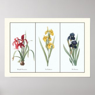 Vintage Floral Triptych Botanical Art Print