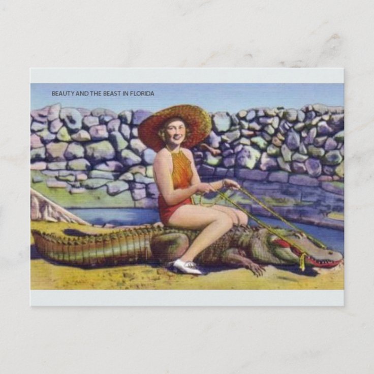 Carte Postale Ancienne Jacksonville FL, Alligator Dans Une Ferme, Vers 1910